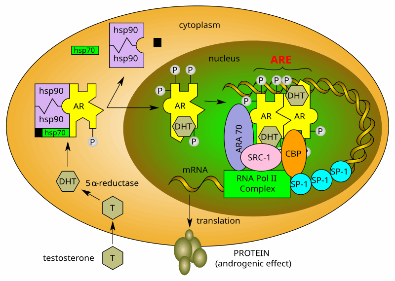 androgen receptor