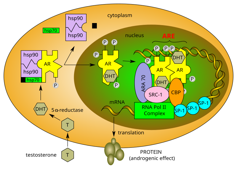 androgen receptor